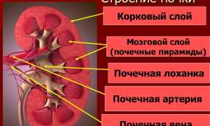 О чём расскажет анализ крови при пиелонефрите