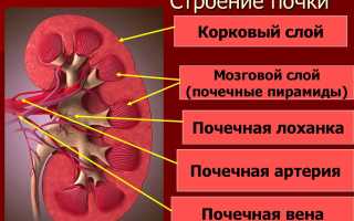 О чём расскажет анализ крови при пиелонефрите