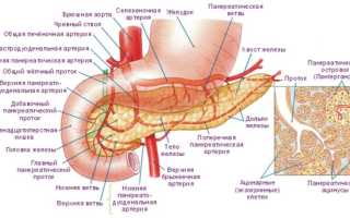 Схема кровоснабжения поджелудочной железы: артерии, сосуды и оттоки