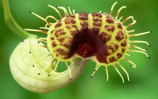 Растения из семейства Aristolochia способны вызывать серьезные проблемы с почками