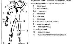Пульс и здоровье человека: что считается нормой и как избежать проблем