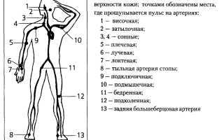 Пульс и здоровье человека: что считается нормой и как избежать проблем