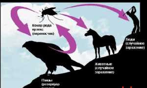 Лихорадка Западного Нила: особенности клиники и лечения