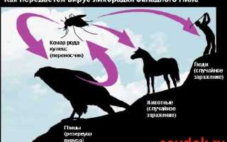 Лихорадка Западного Нила: особенности клиники и лечения