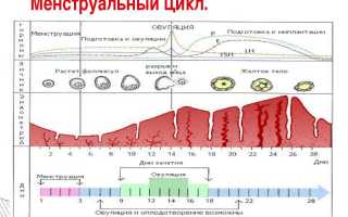 Причины и лечение нерегулярного менструального цикла
