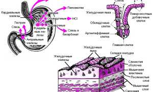 Препарат Омез – реальная помощь пищеварению