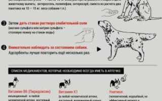 Сколько дней собака может не есть после отравления