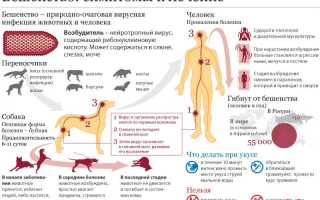 Чем вызывается бешенство — диагностика и профилактика