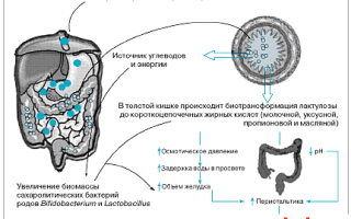 Слабительные средства и особенности их взаимодействия с заболеваниями сердца и сосудов