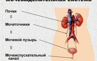 Основные заболевания почек у женщин: как распознать и вылечить