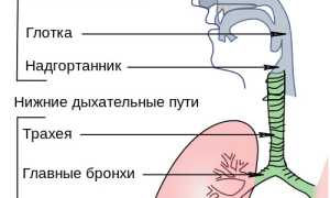 Особенности бронхита у детей – как распознать недуг