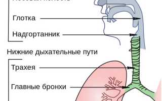 Особенности бронхита у детей – как распознать недуг