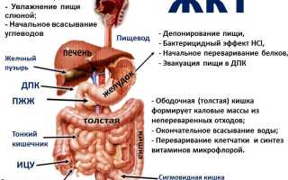 Атония кишечника: причины, диагностика, лечение