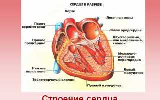 Митральные пороки сердца: разновидности, симптомы, методы лечения