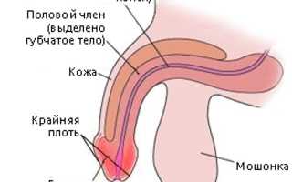 Особенности баланопостита у детей: что нужно знать родителям?