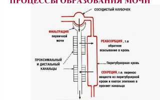 Нефротический синдром у детей: как проявляется и лечится