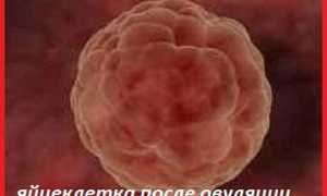 Как определить овуляцию в домашних условиях