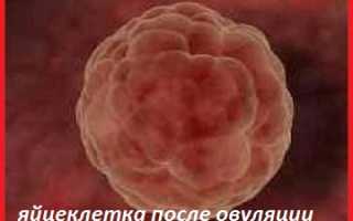 Как определить овуляцию в домашних условиях