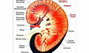 Симптомы заболеваний почек: как предположить наличие проблемы?