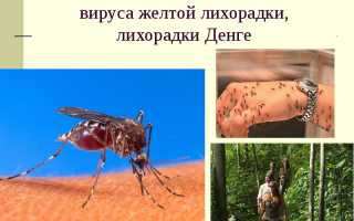 Лихорадка Денге — заболевание, которое не всегда убивает