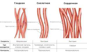 Доврачебная помощь при инфаркте миокарда: как помочь, а не навредить