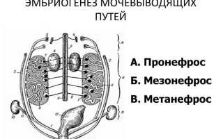 Аномалии развития почек: современный взгляд на проблему