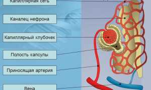 Хроническая почечная недостаточность: этапы развития и последствия