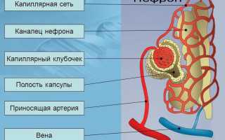 Хроническая почечная недостаточность: этапы развития и последствия
