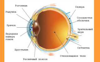 Как определить цвет глаз у новорождённого