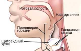 Симптомы и диагностика разных форм ларингита у взрослых и детей