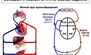 Круг кровообращения большой и малый: особенности гемодинамики