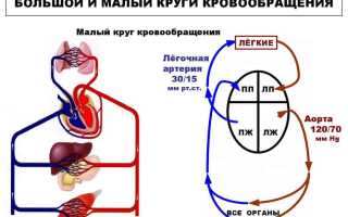 Круг кровообращения большой и малый: особенности гемодинамики