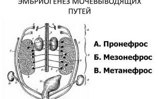 Поликистоз у взрослых и детей: болезнь, разрушающая почки