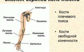 Травма предплечья: первая и квалифицированная медицинская помощь