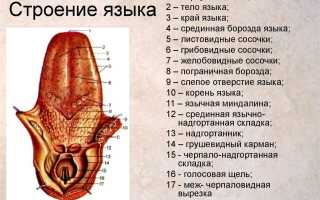 Налёт на языке у взрослых: о чём может рассказать симптом