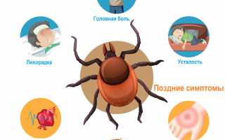 Клещевой боррелиоз и симптомы болезни Лайма