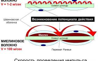 Энцефаломиелит: как выявить и лечить патологию