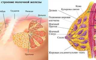 Кистозная мастопатия: почему болит в груди