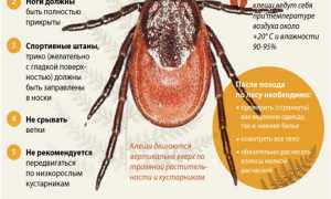 Клещевой энцефалит — симптомы и лечение