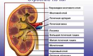 Расширение лоханки почки у взрослых: симптомы и лечение