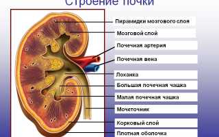 Гидронефроз правой почки: особенности заболевания и способы лечения