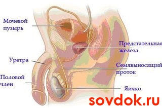мужская половая система