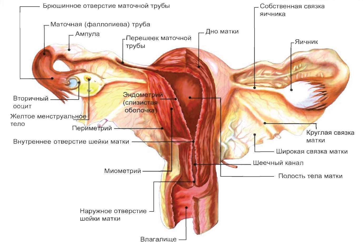 Схема половых органов женщины