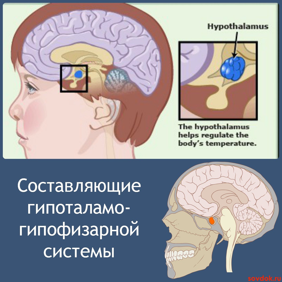 Составляющие гипоталамо-гипофизарной системы