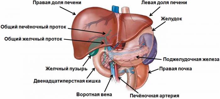 строение печени