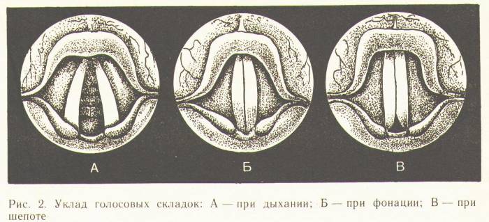  голосовые складки