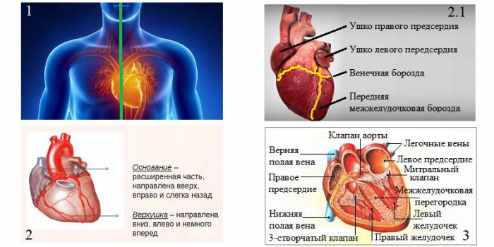 Расположение и общая схема строения сердца