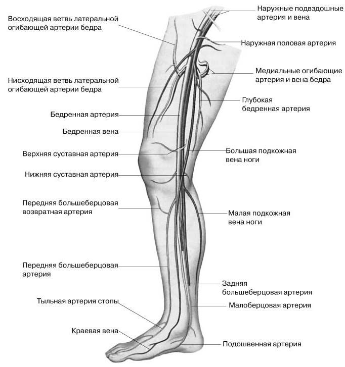 Схема вен нижних конечностей