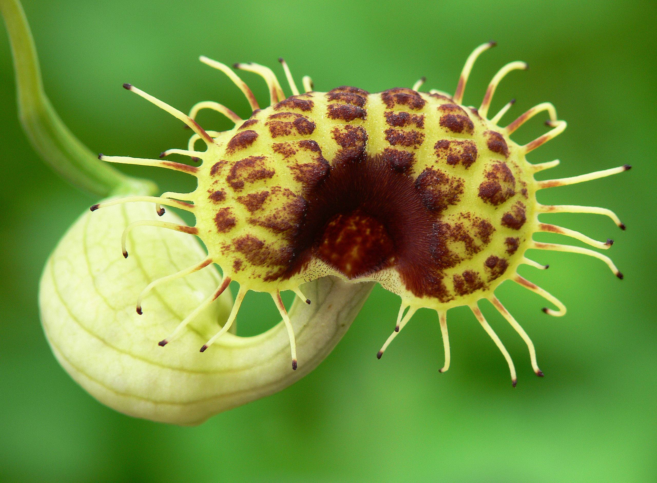 Aristolochia fimbriata