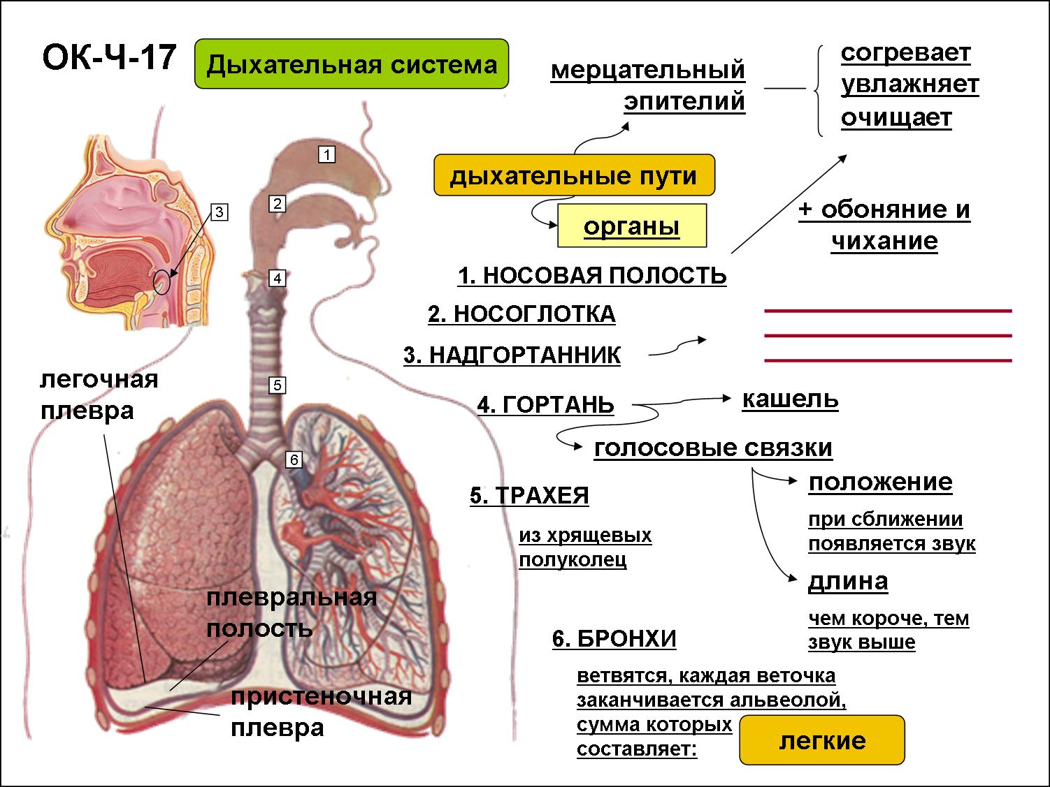 Бронхолёгочная система